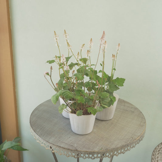 ティアレラ【シルバラード】