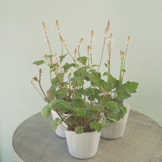 ティアレラ【シルバラード】