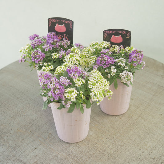 アリッサム　パープル×ホワイト