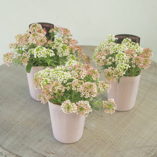 アリッサム アプリコット×ホワイト