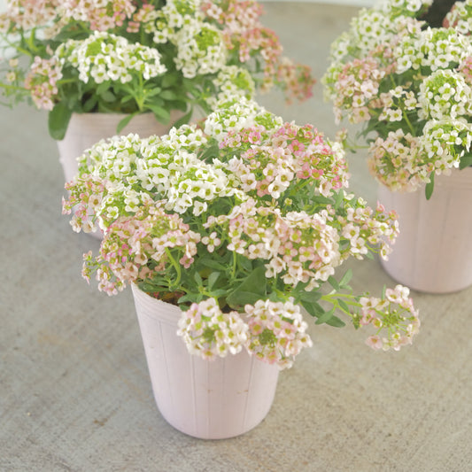 アリッサム　アプリコット×ホワイト