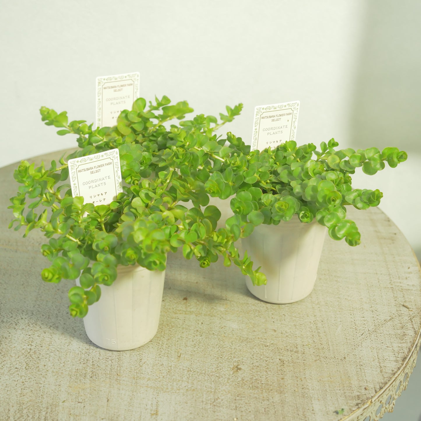 リシマキア　オーレア　寄せ植えに使いやすい2.5寸