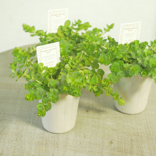 リシマキア　オーレア　寄せ植えに使いやすい2.5寸