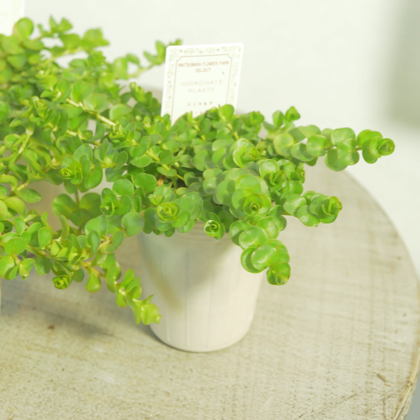 リシマキア　オーレア　寄せ植えに使いやすい2.5寸