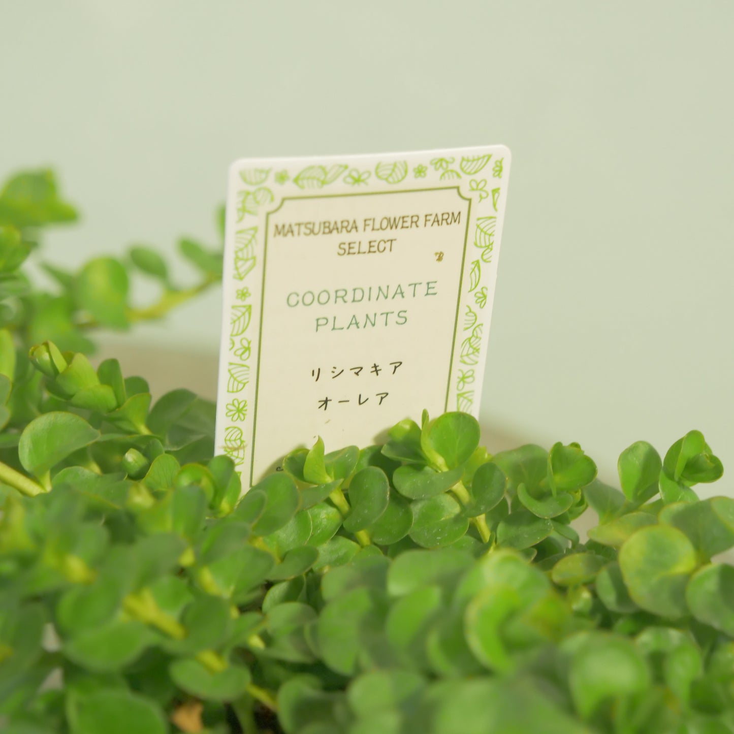 リシマキア　オーレア　寄せ植えに使いやすい2.5寸