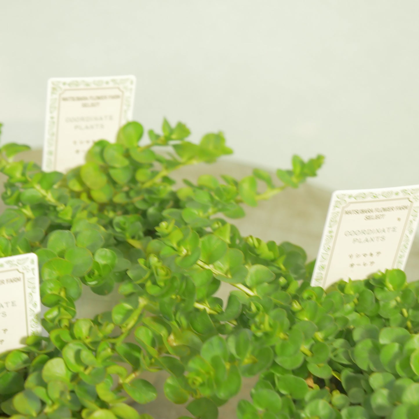 リシマキア　オーレア　寄せ植えに使いやすい2.5寸