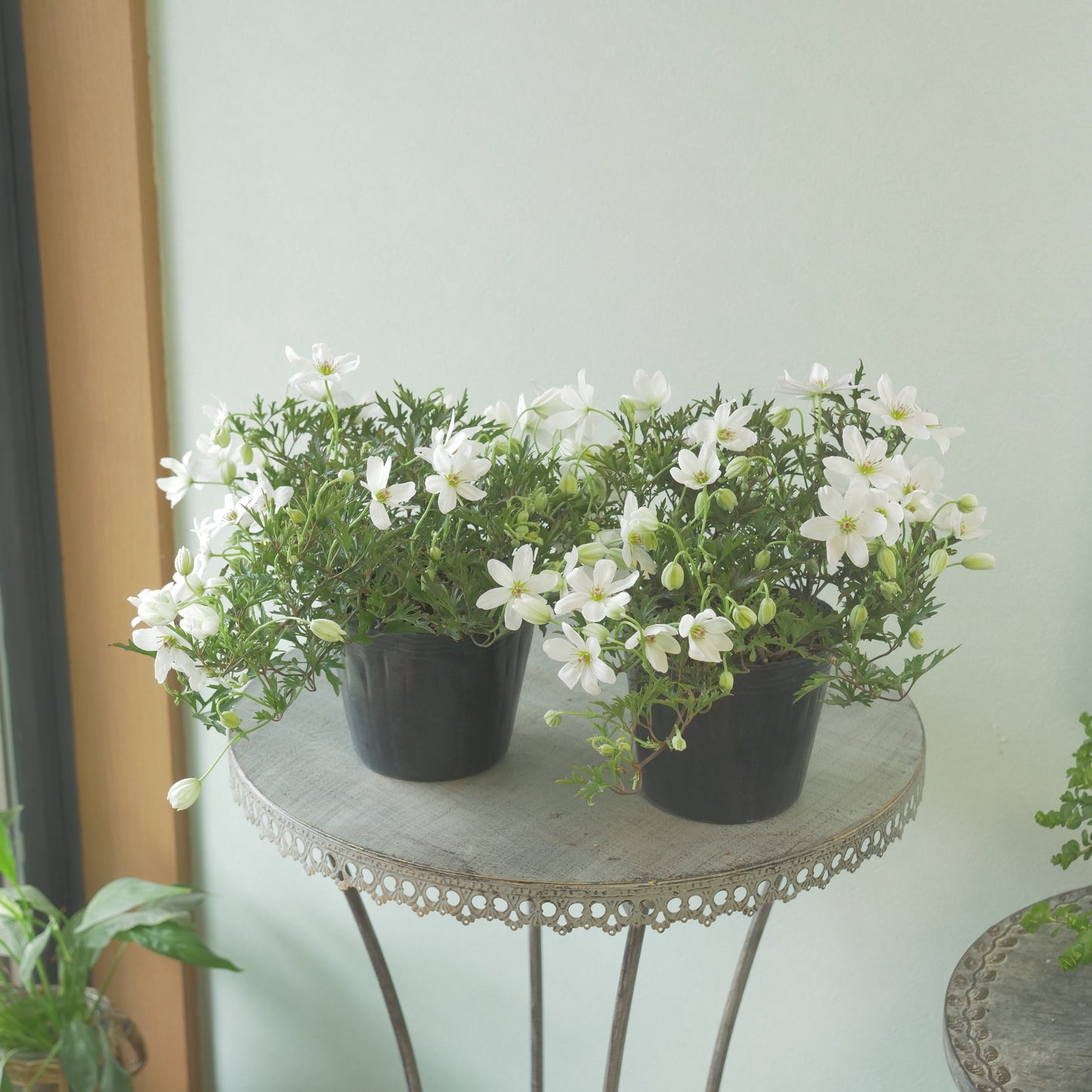 数本植えの良株　常緑クレマチス【カートマニージョー】4.5寸