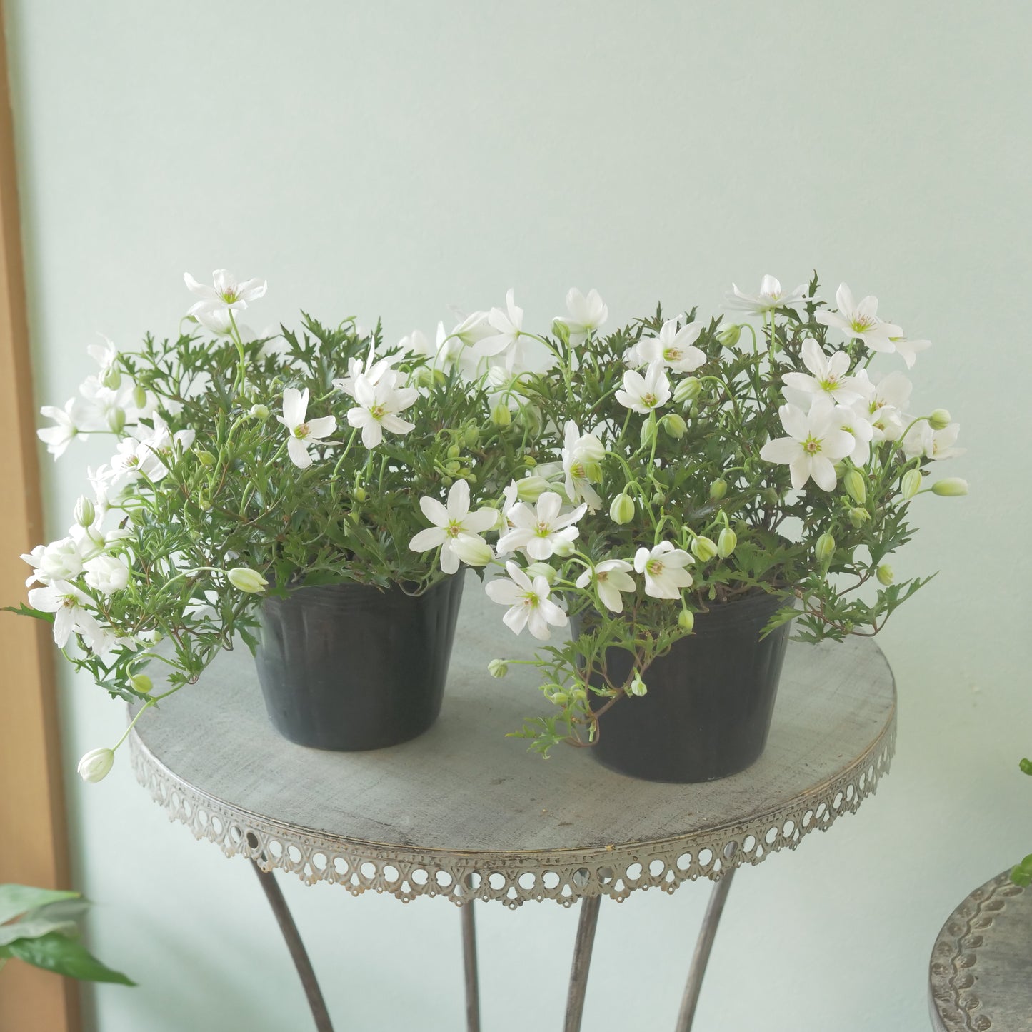 数本植えの良株　常緑クレマチス【カートマニージョー】4.5寸