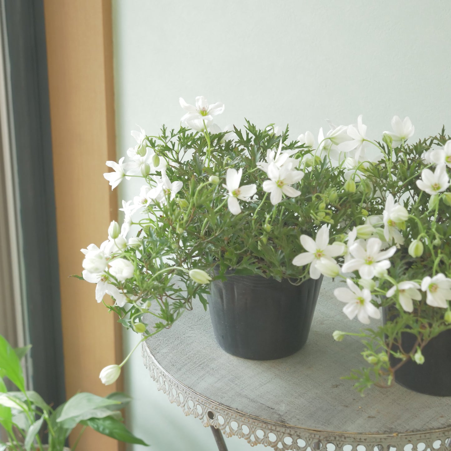 数本植えの良株　常緑クレマチス【カートマニージョー】4.5寸