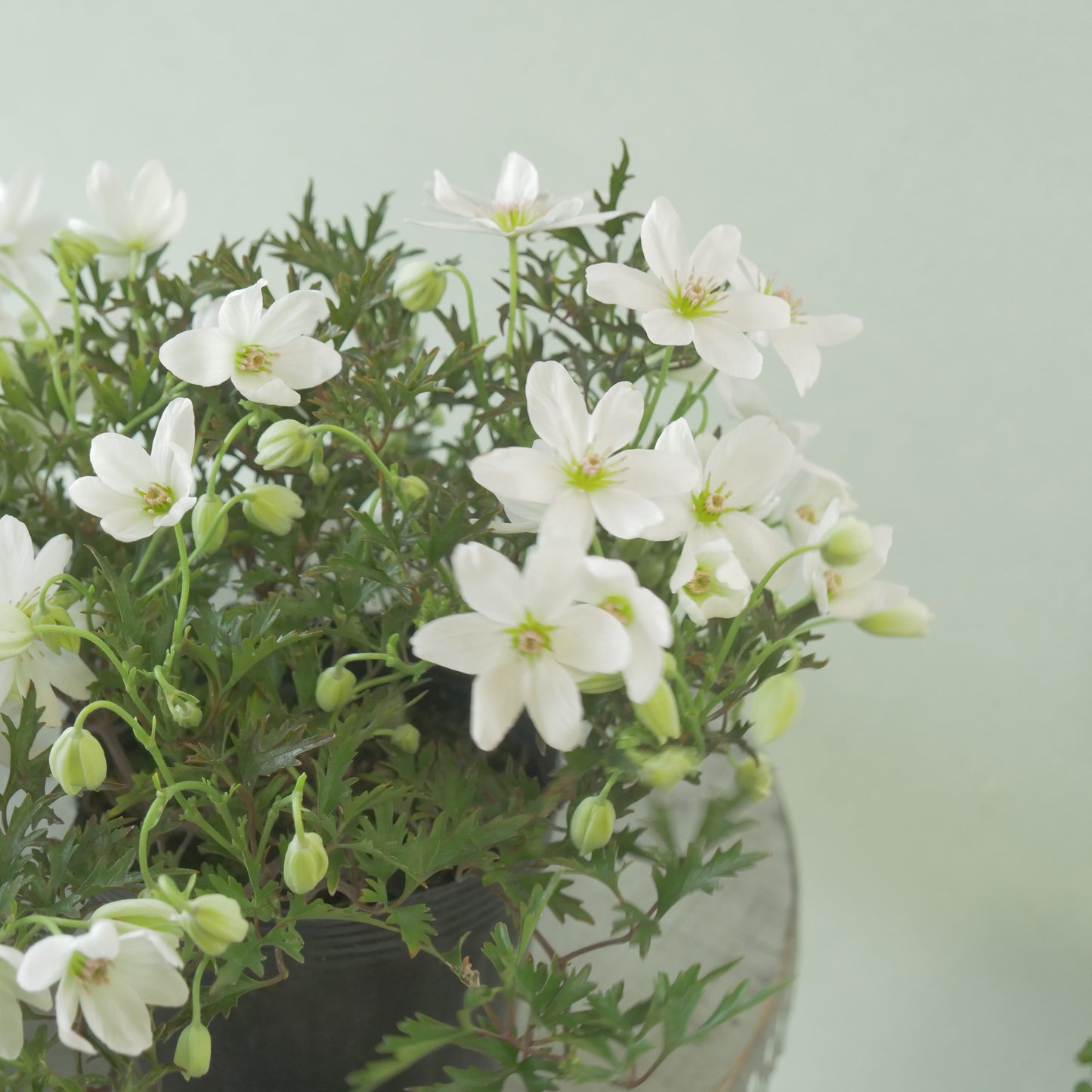 数本植えの良株　常緑クレマチス【カートマニージョー】4.5寸