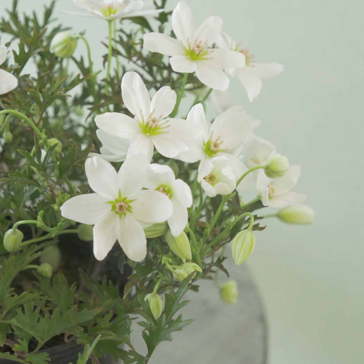 数本植えの良株　常緑クレマチス【カートマニージョー】4.5寸