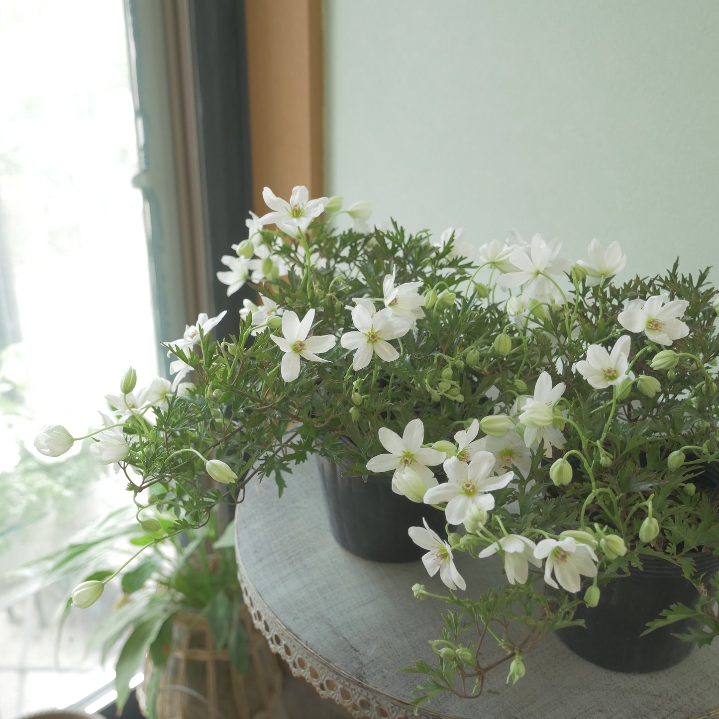 数本植えの良株　常緑クレマチス【カートマニージョー】4.5寸