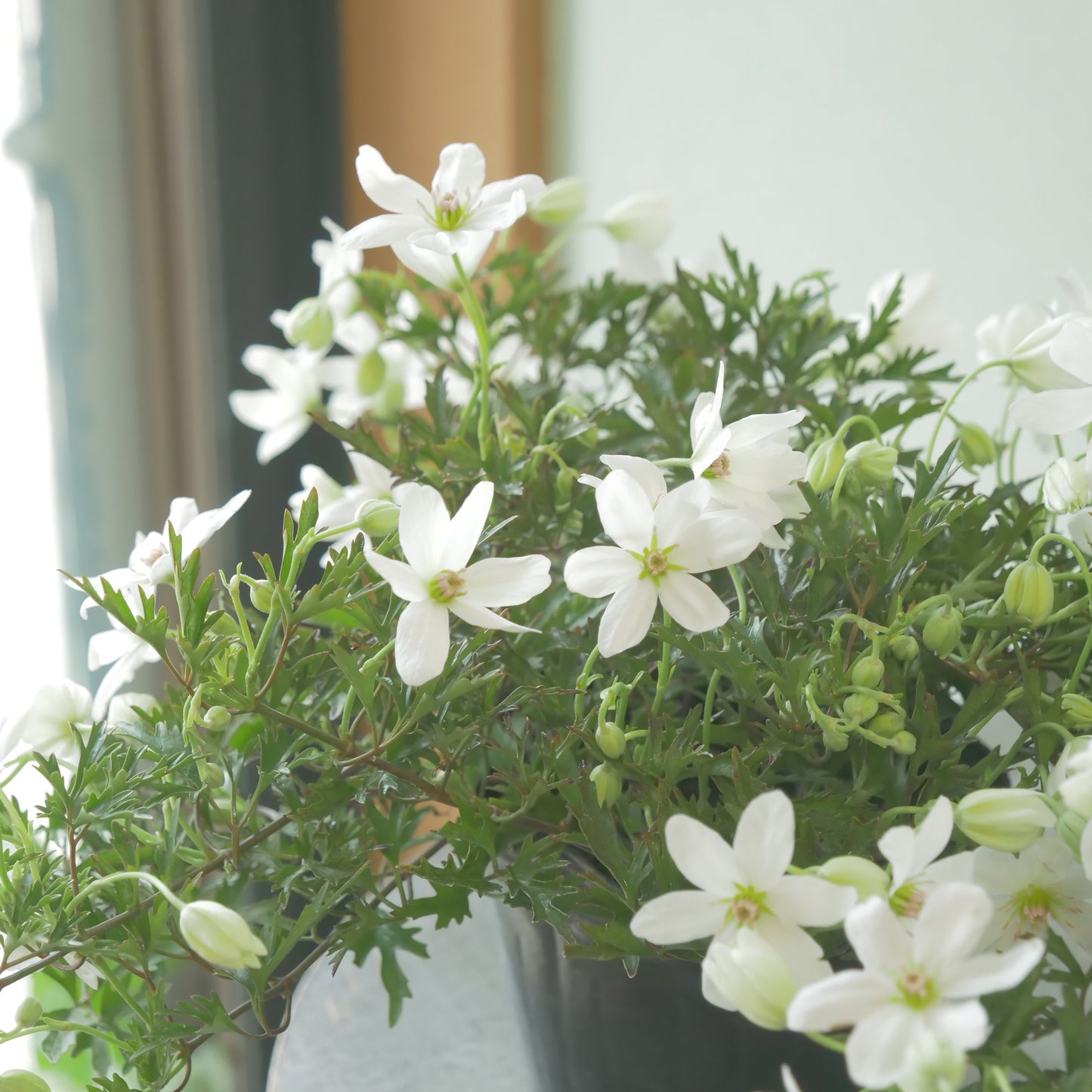 数本植えの良株　常緑クレマチス【カートマニージョー】4.5寸