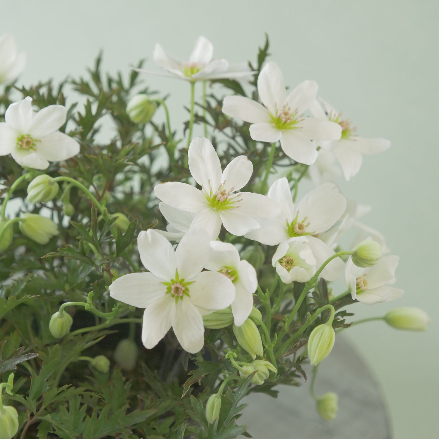 数本植えの良株　常緑クレマチス【カートマニージョー】4.5寸