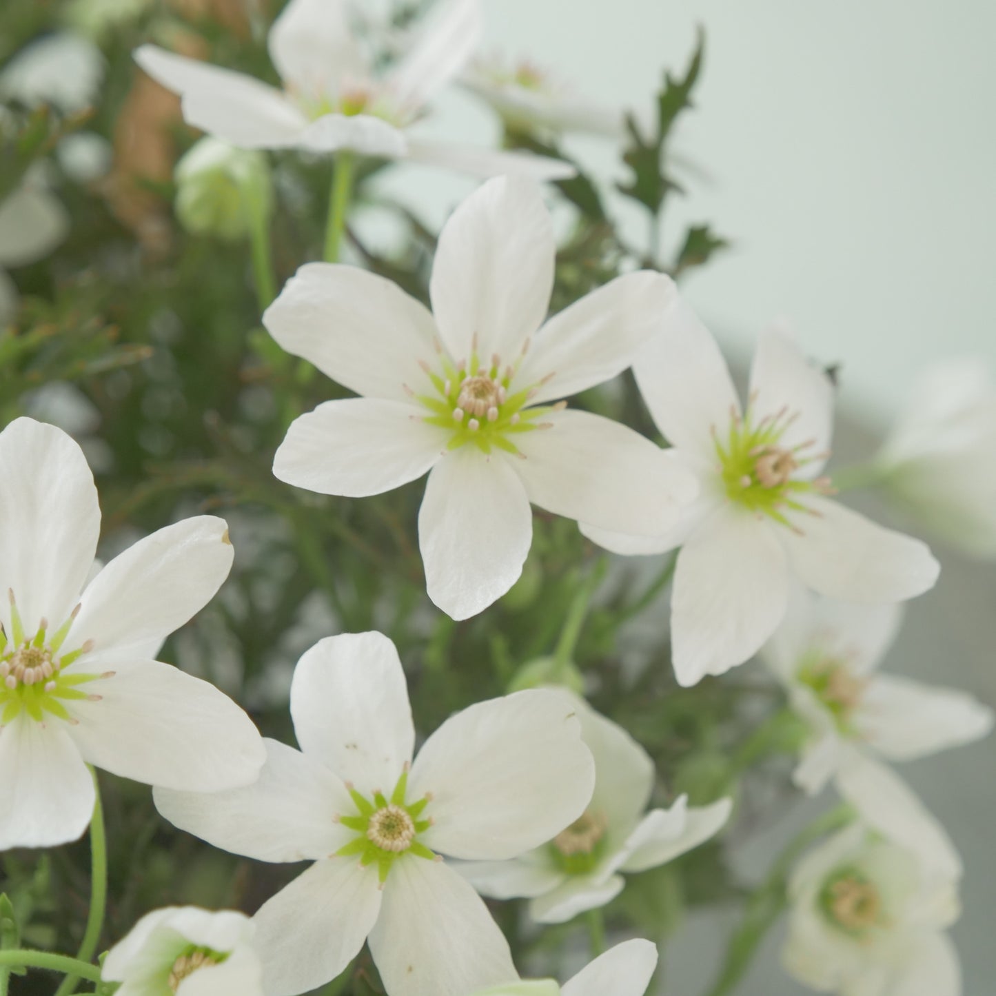 数本植えの良株　常緑クレマチス【カートマニージョー】4.5寸