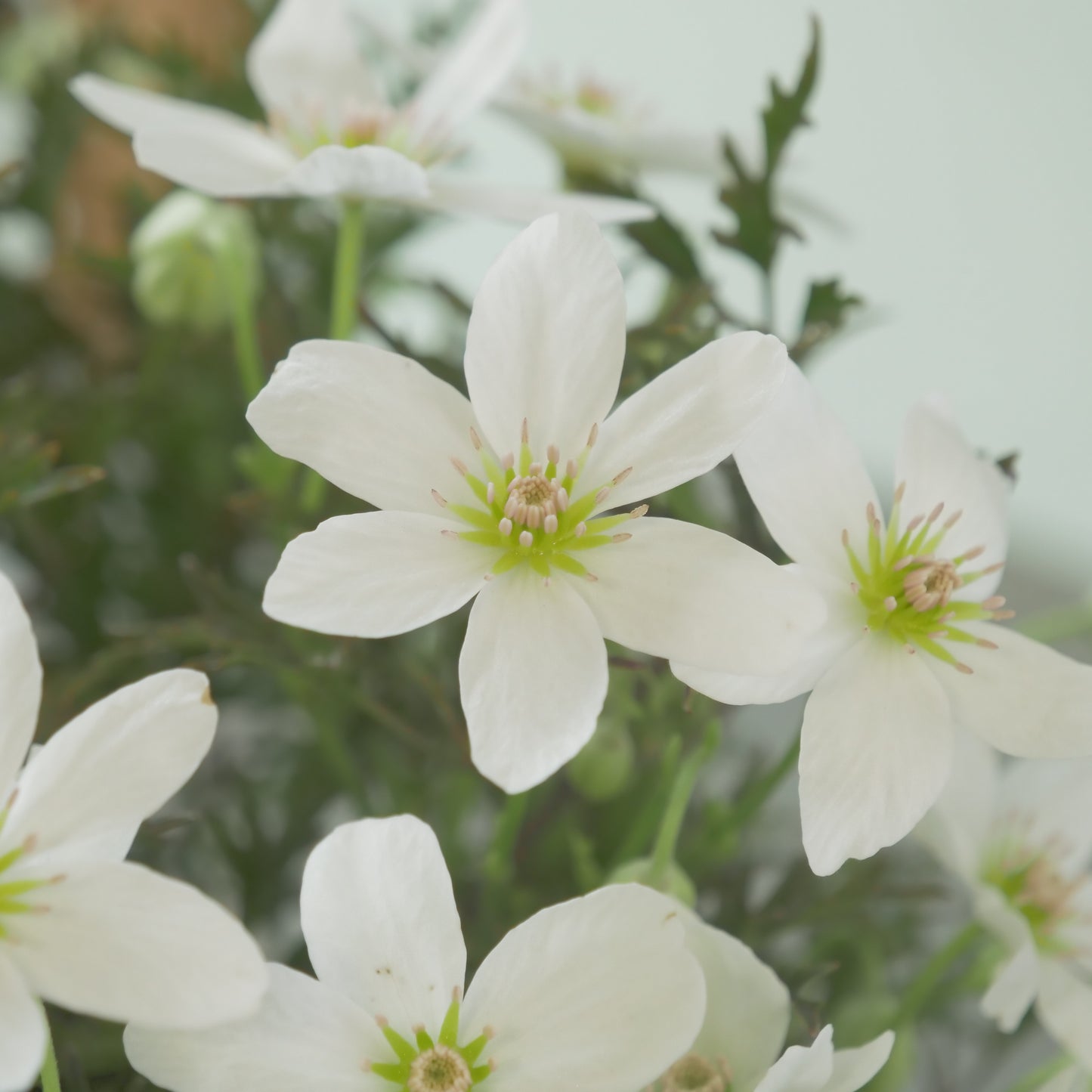 数本植えの良株　常緑クレマチス【カートマニージョー】4.5寸