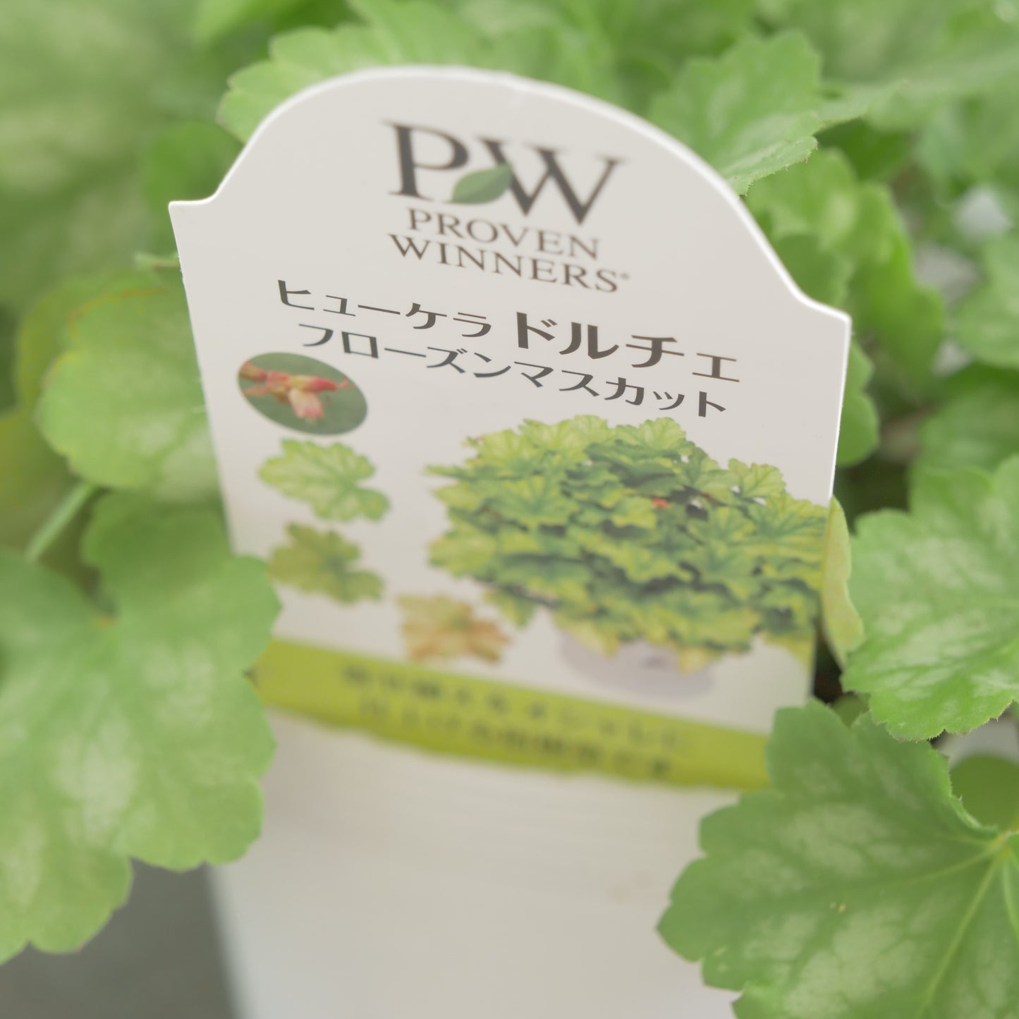 ヒューケラ　ドルチェ【フローズンマスカット】 涼し気なヒューケラ。
