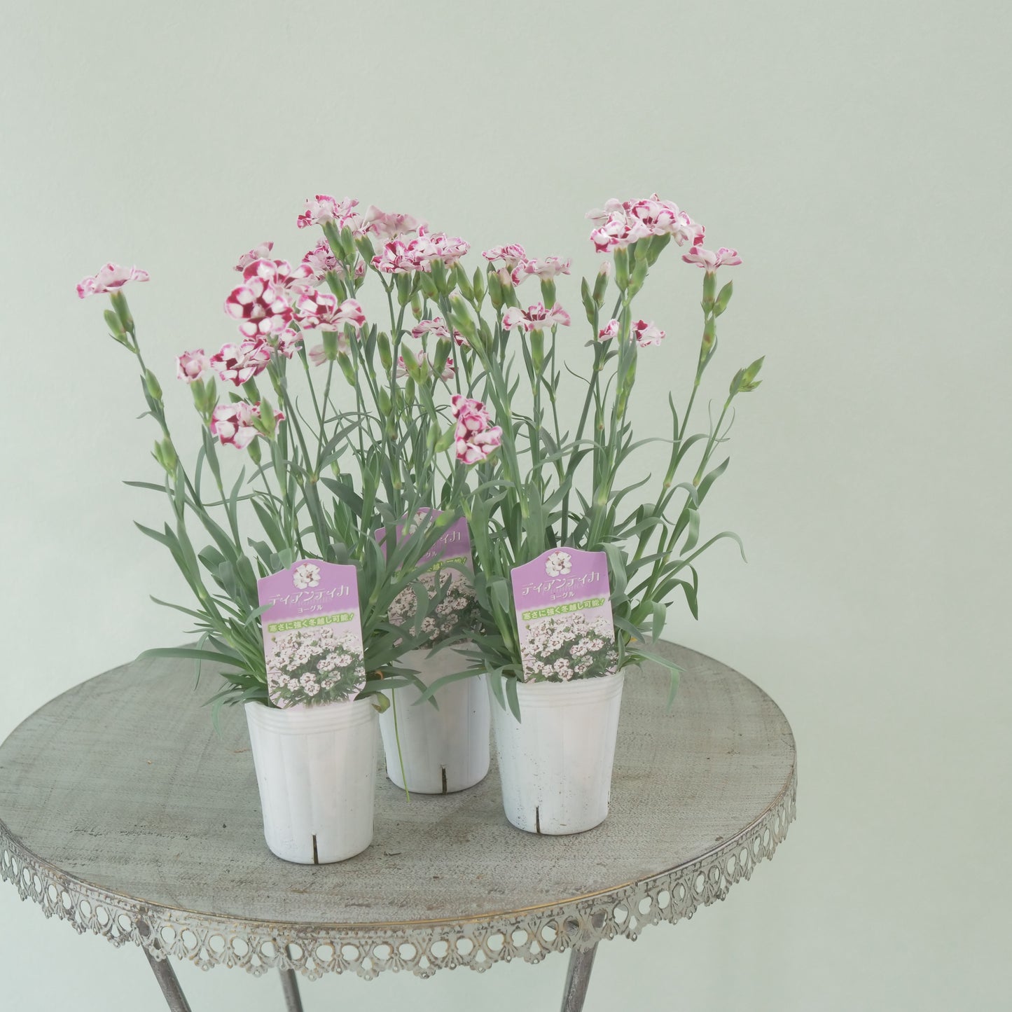 花越さん生産　ディアンティカ【ヨーグル】強い性質の多年草。