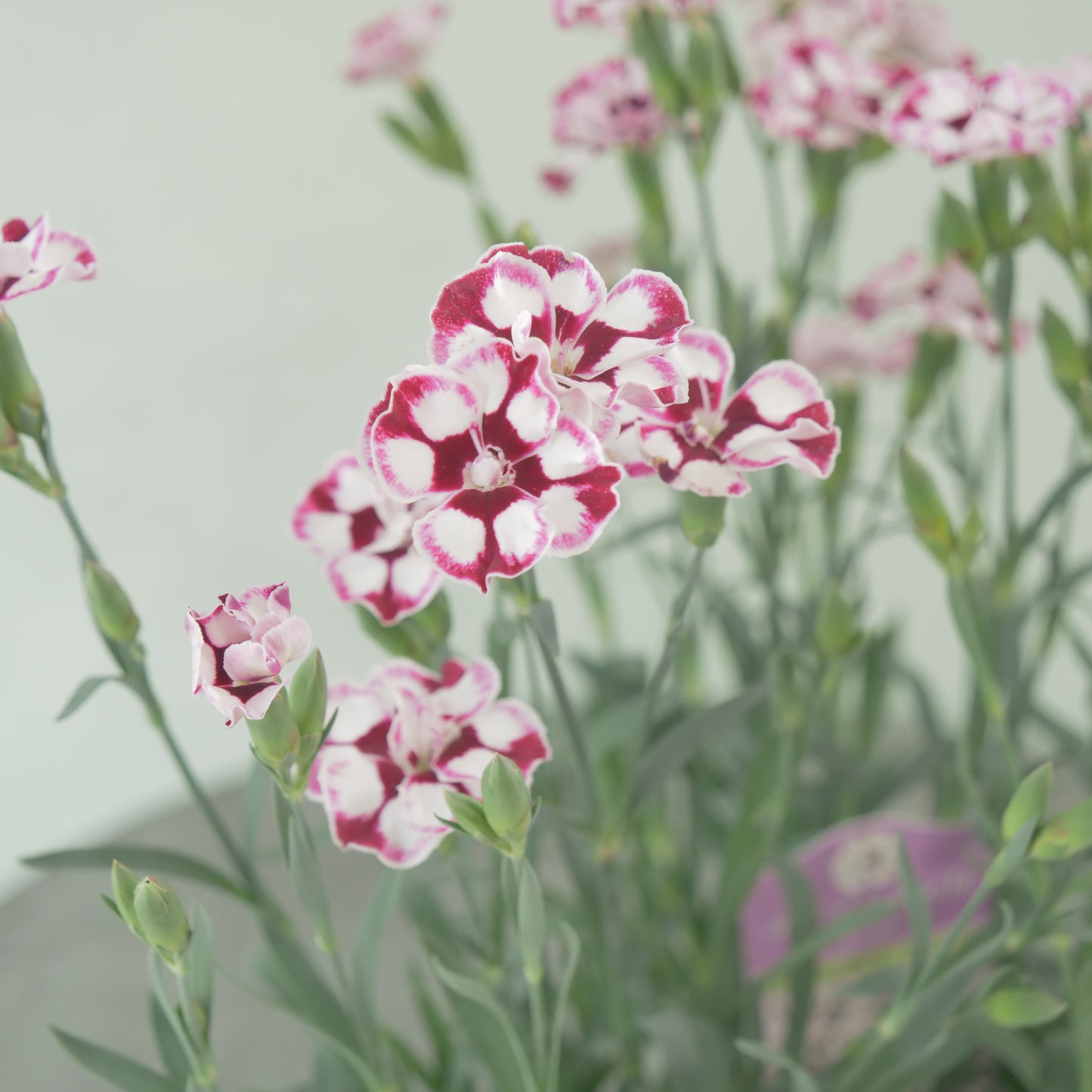 花越さん生産　ディアンティカ【ヨーグル】強い性質の多年草。