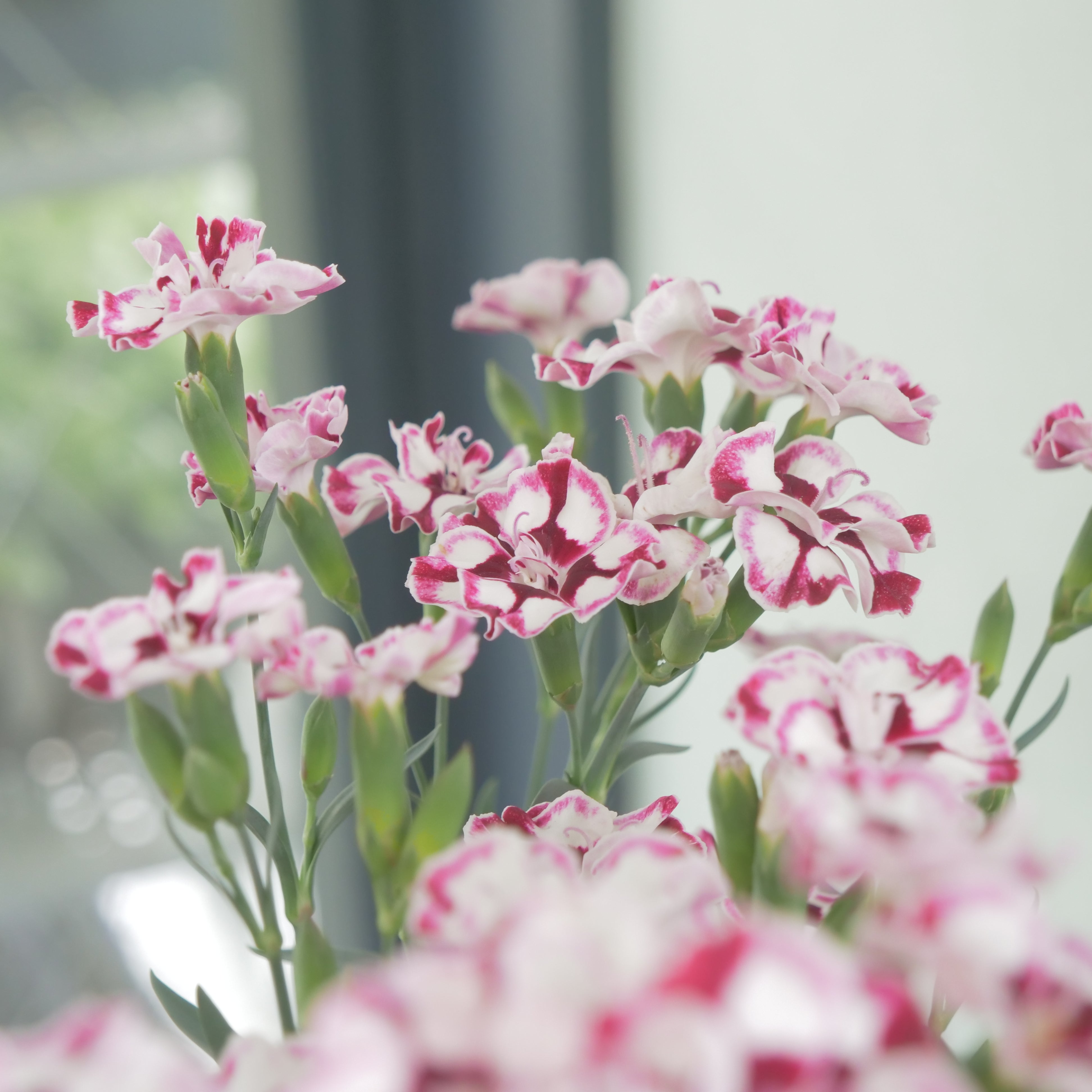 Pick up – flower magic