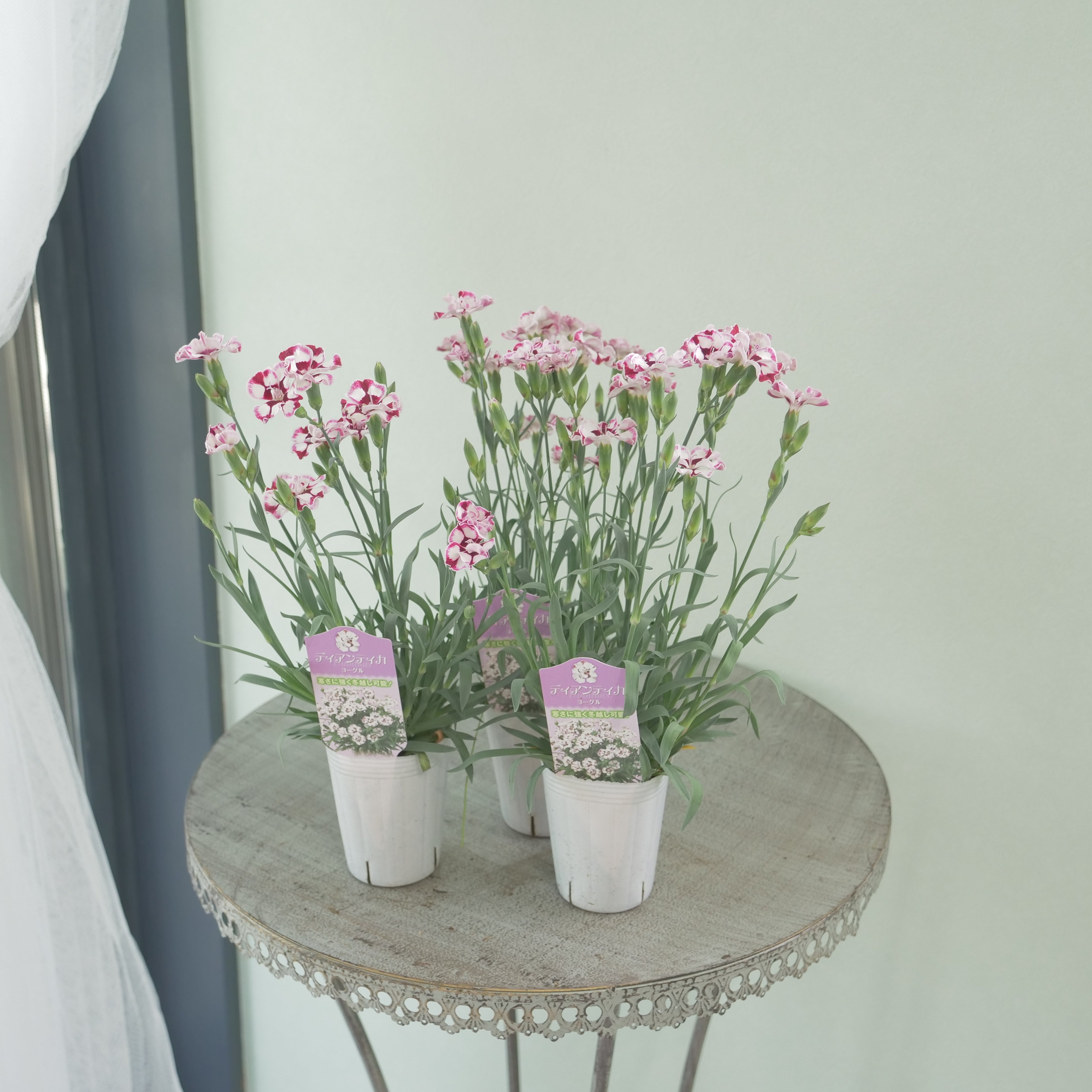 Pick up – flower magic