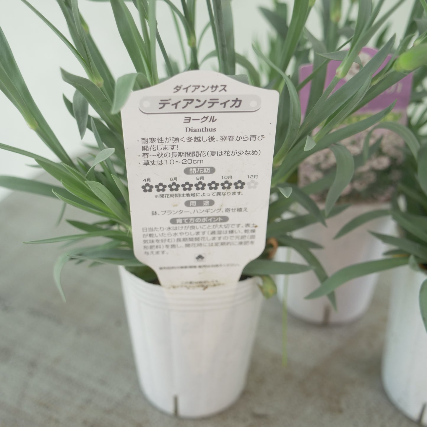 花越さん生産　ディアンティカ【ヨーグル】強い性質の多年草。