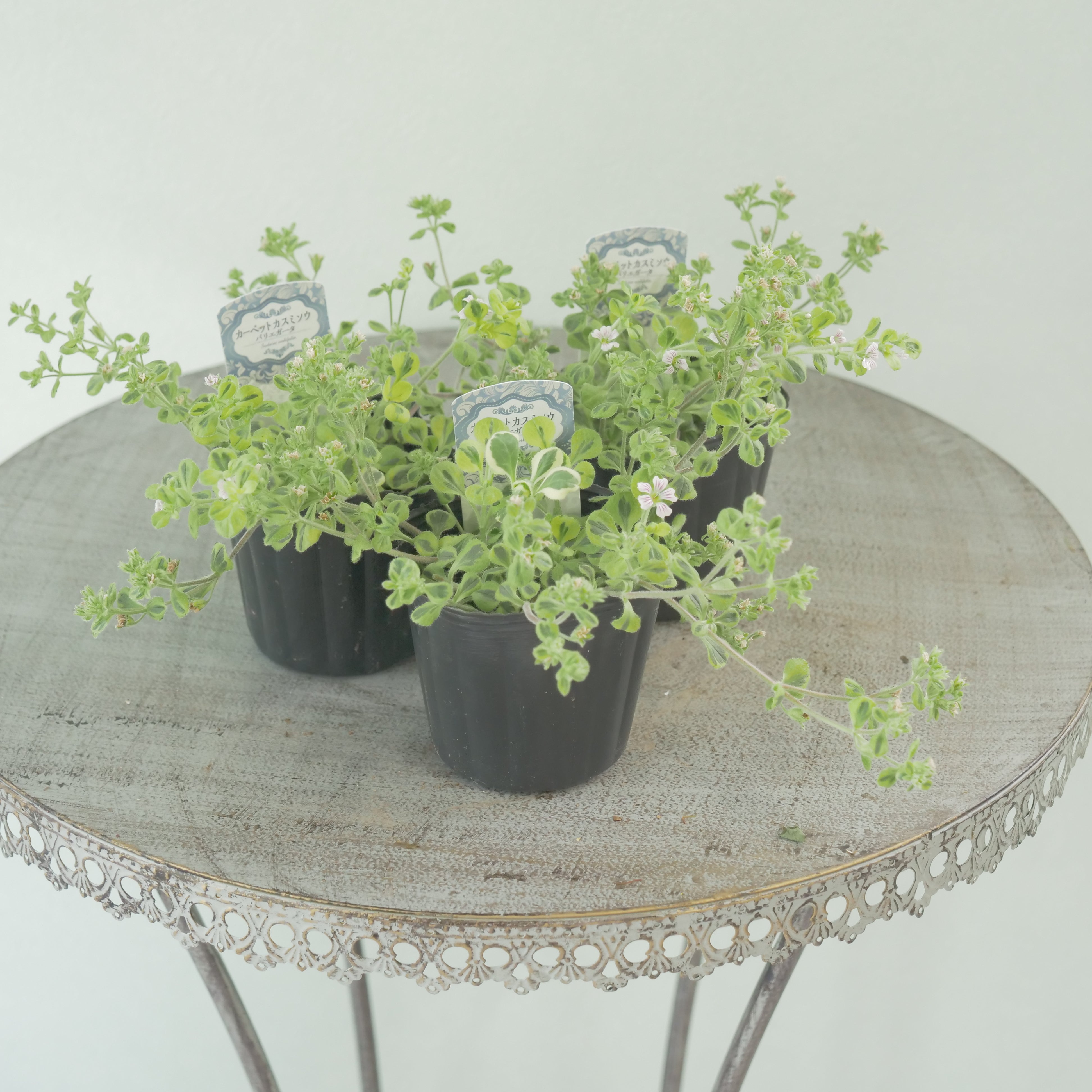七福の薔薇 ネビア ラピーネ スーパーエレガンス  ムーンシルバー  花うらら 七福の薔薇 ネビア ラピーネ スーパーエレガンス ムーンシルバー 花