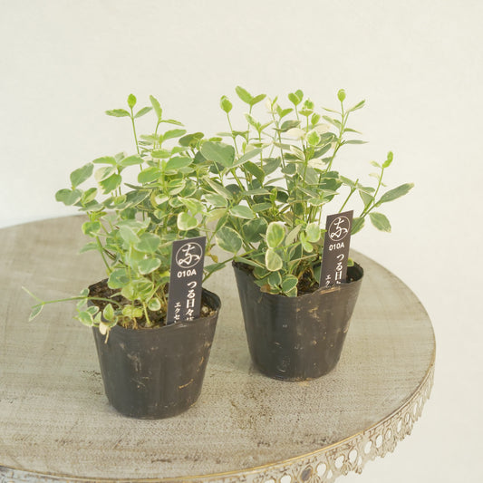 寄せ植えにもおススメ。ツル日々草
