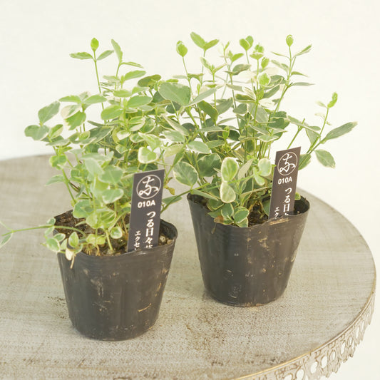 寄せ植えにもおススメ。ツル日々草
