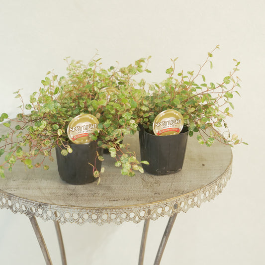 寄せ植えに。ワイヤープランツ スポットライト