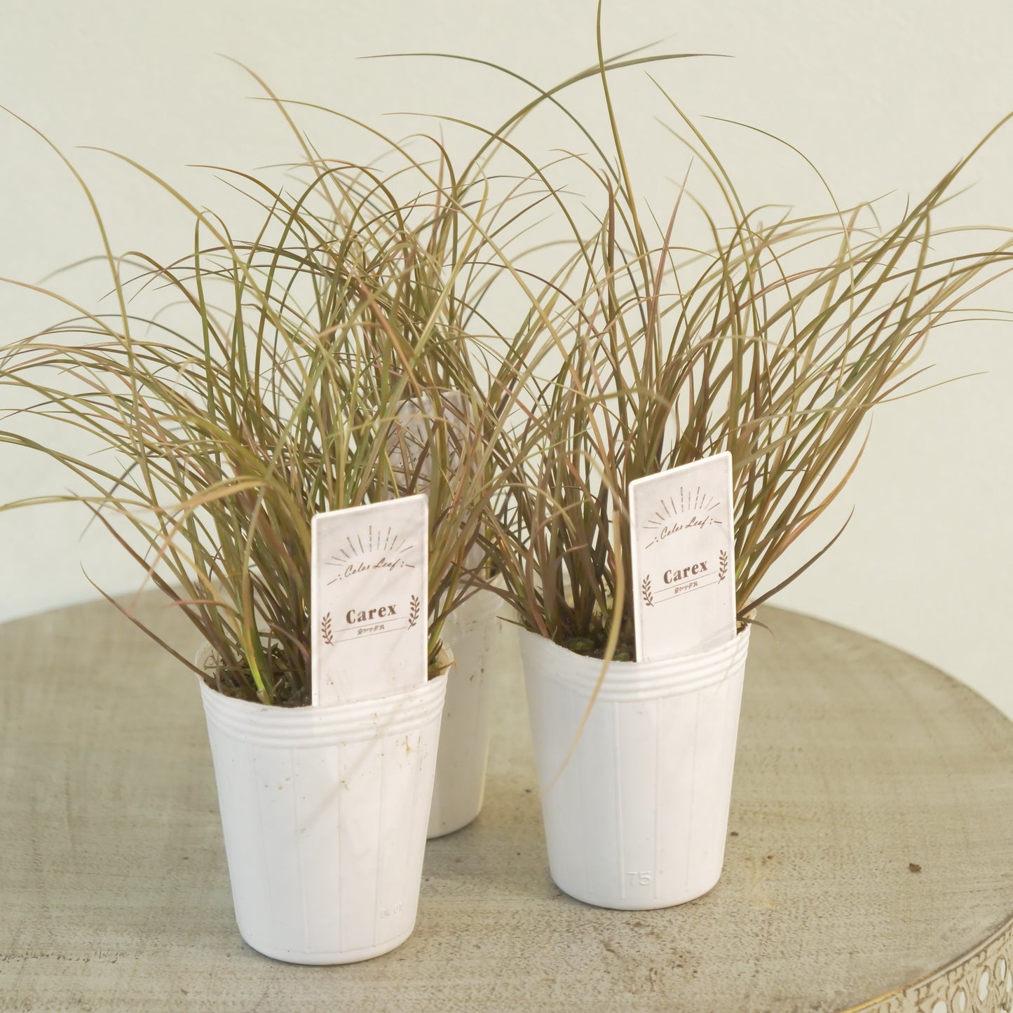 奥田園芸さん生産　【カレックス　バウアウム】 　2株植え