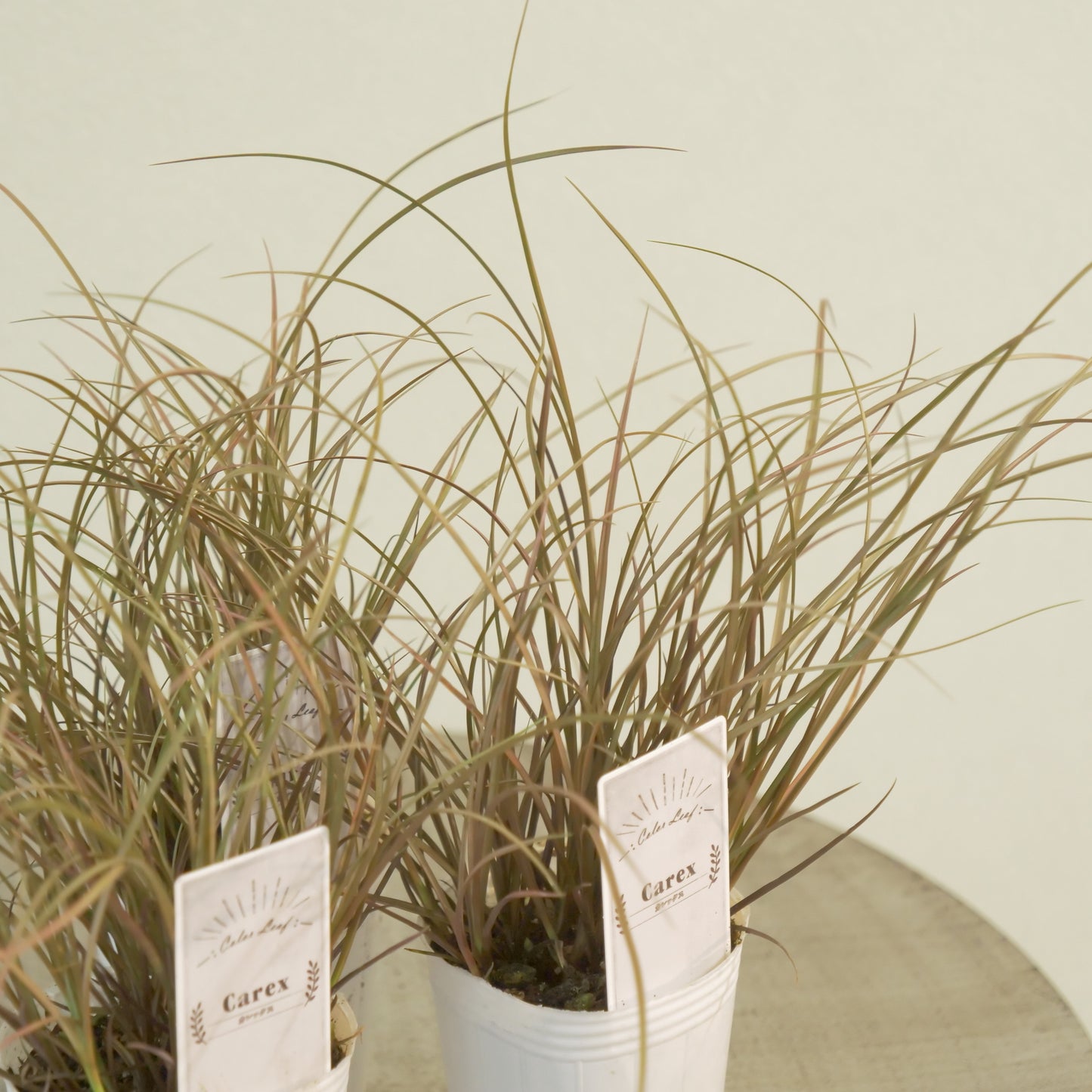 奥田園芸さん生産　【カレックス　バウアウム】 　2株植え