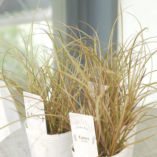 奥田園芸さん生産　【カレックス　バウアウム】 　2株植え