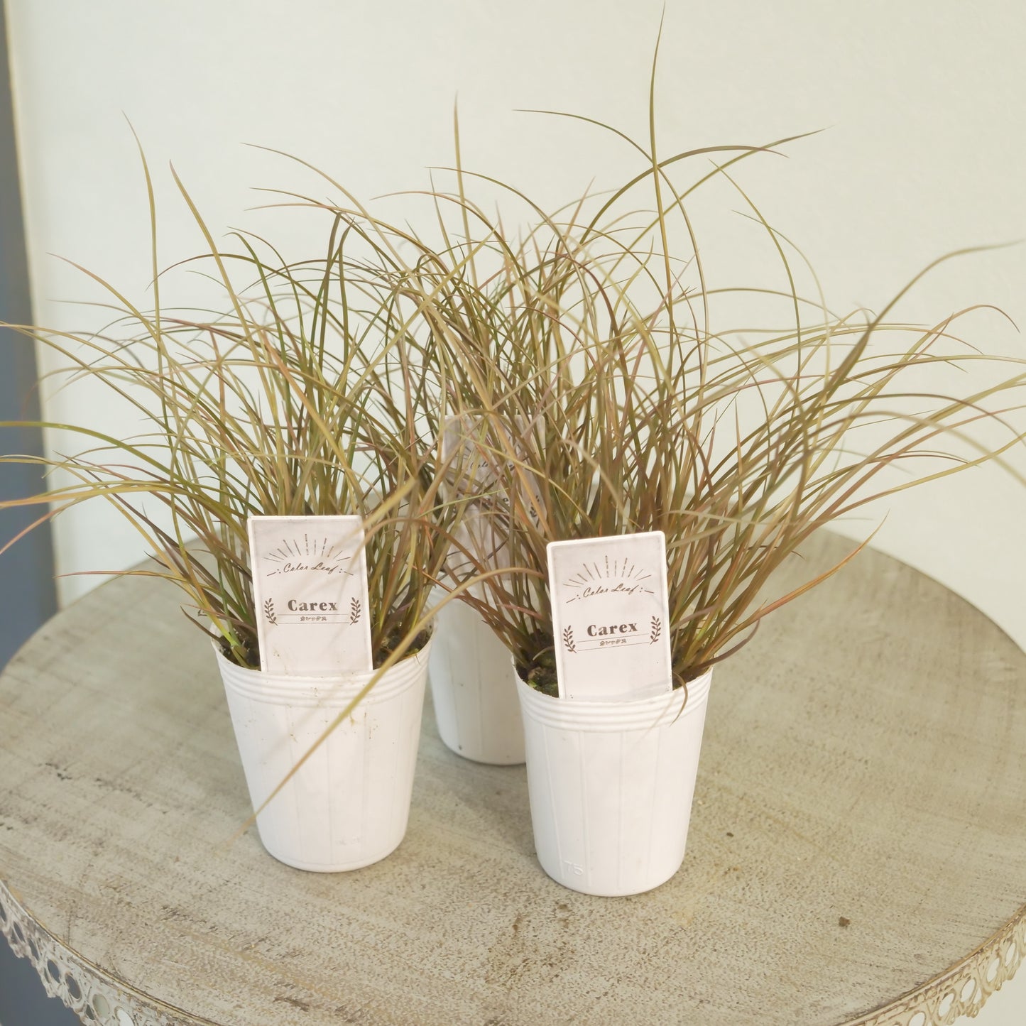 奥田園芸さん生産　【カレックス　バウアウム】 　2株植え