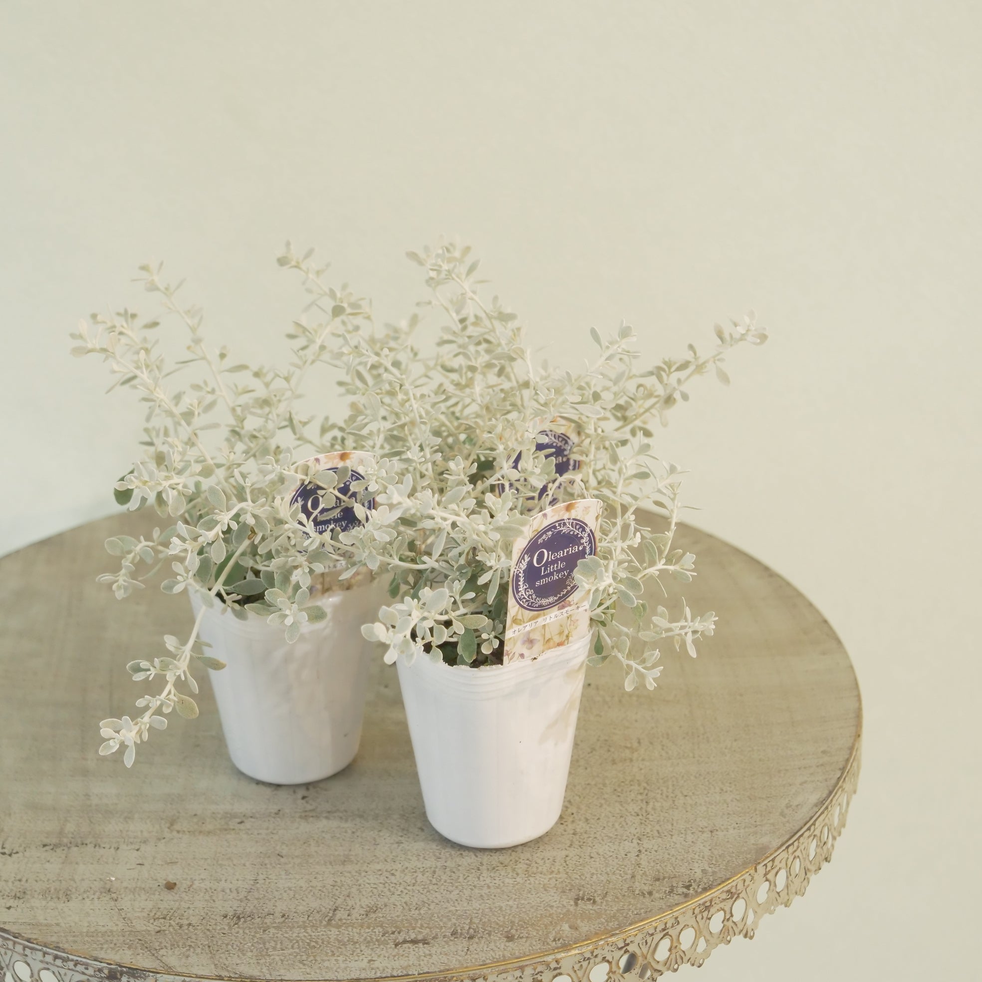 新着商品 – flower magic