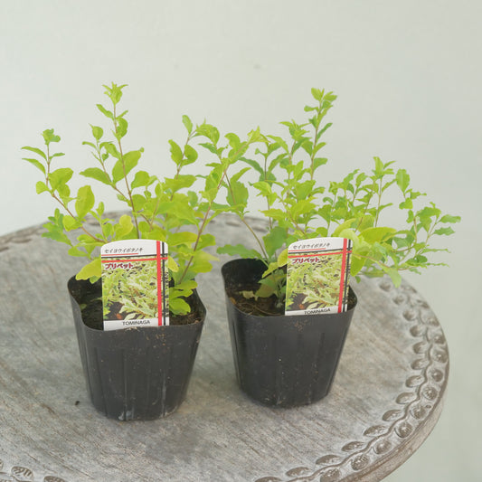 プリペット レモン&ライム これからの季節の寄せ植えに!