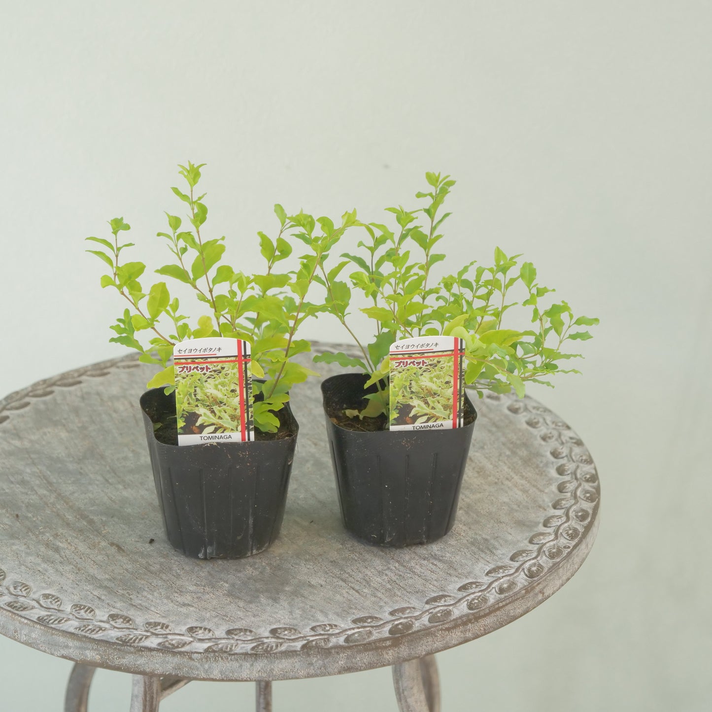 プリペット　レモン＆ライム　これからの季節の寄せ植えに！