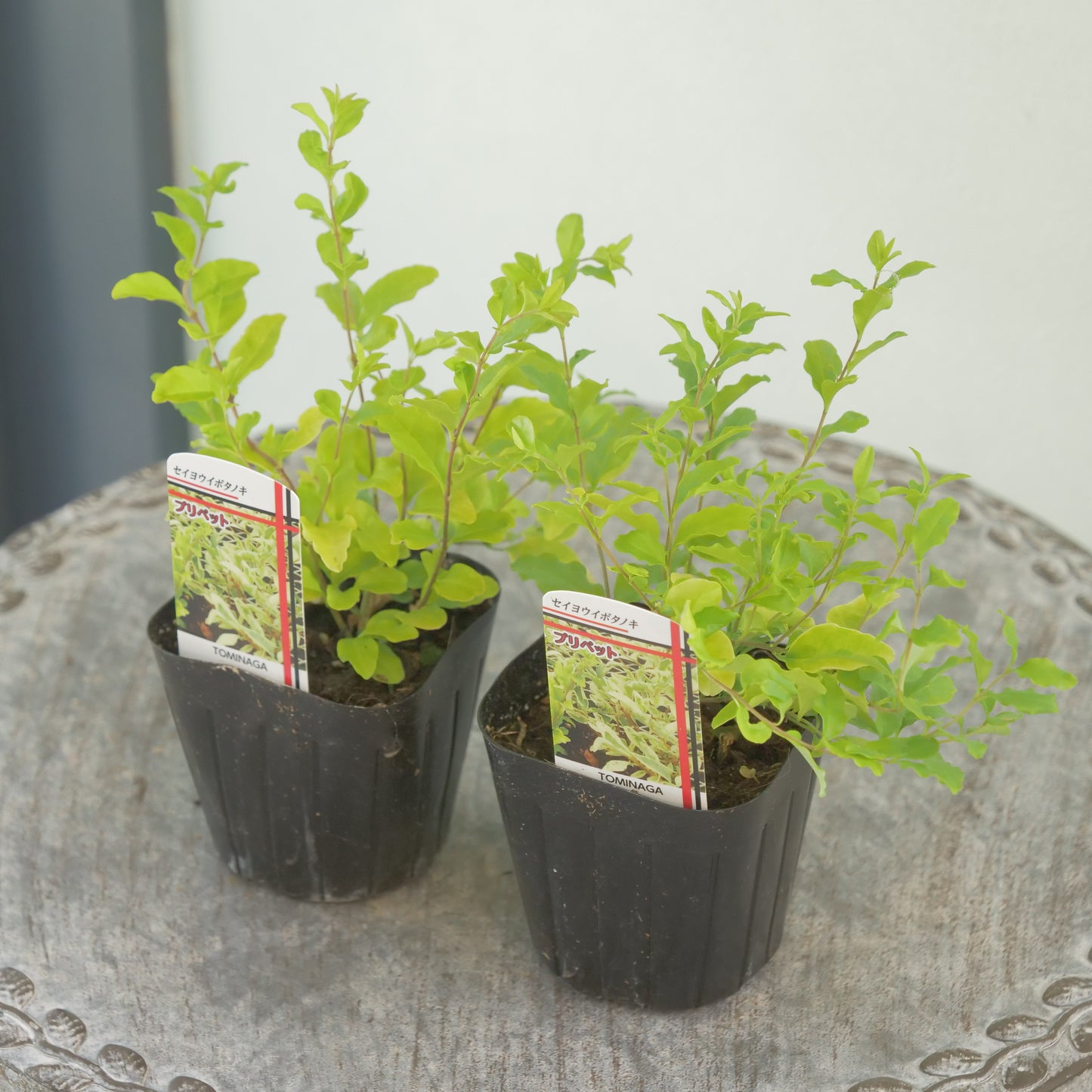 プリペット　レモン＆ライム　これからの季節の寄せ植えに！