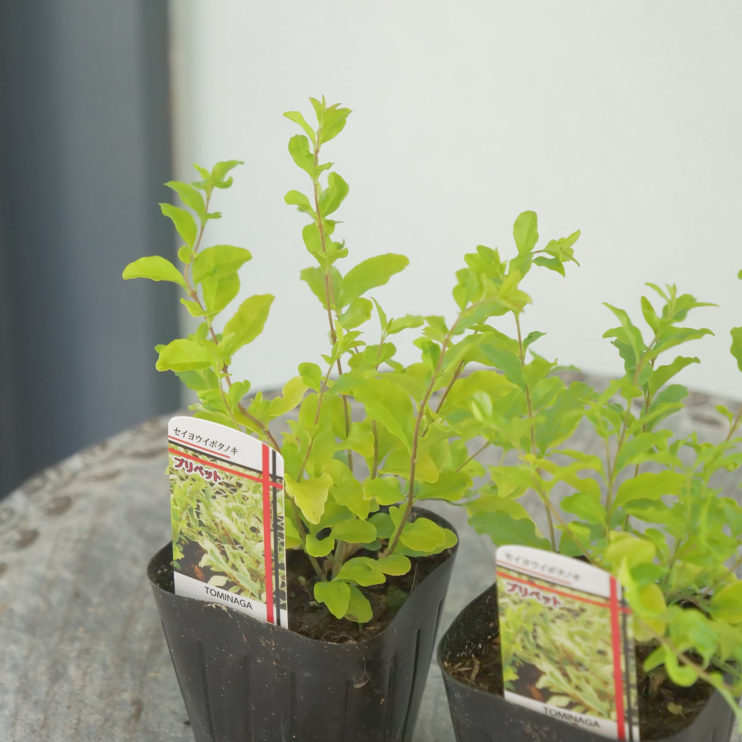 プリペット　レモン＆ライム　これからの季節の寄せ植えに！