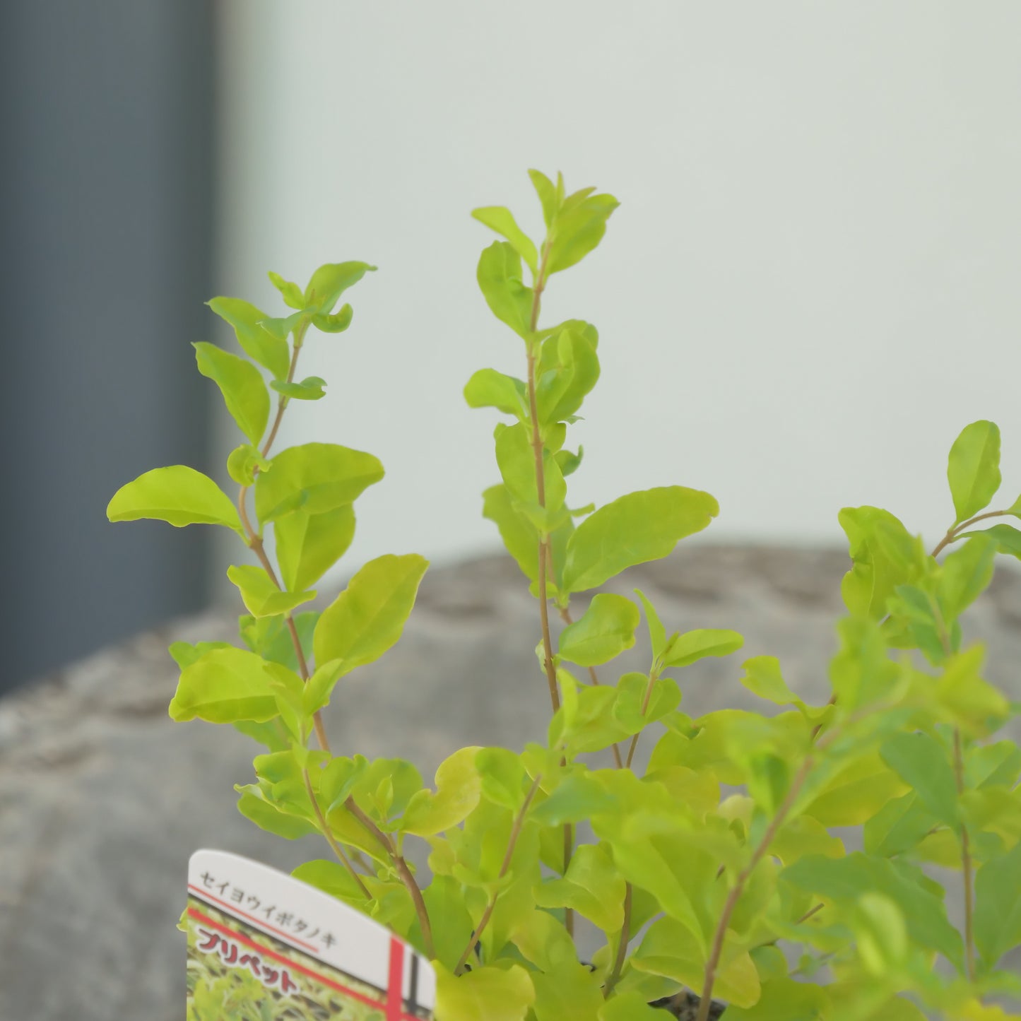 プリペット　レモン＆ライム　これからの季節の寄せ植えに！