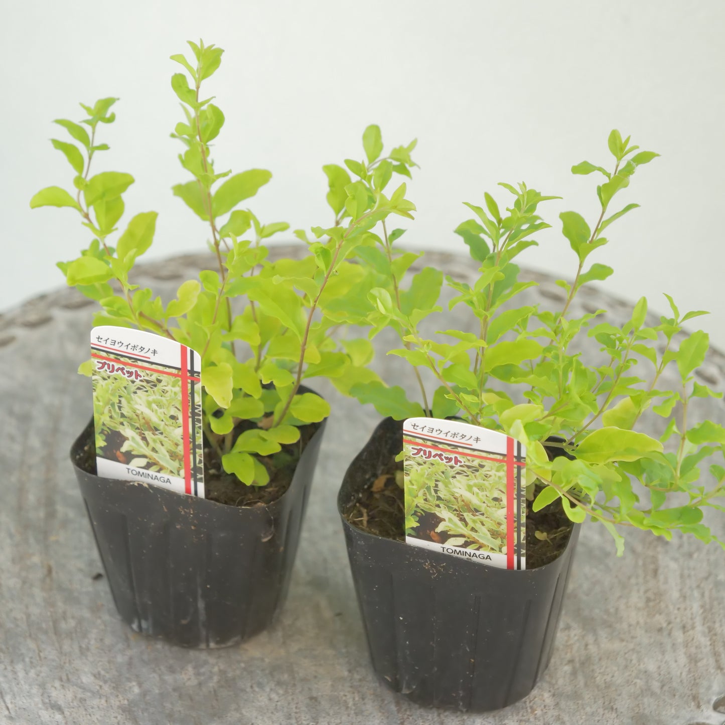 プリペット　レモン＆ライム　これからの季節の寄せ植えに！