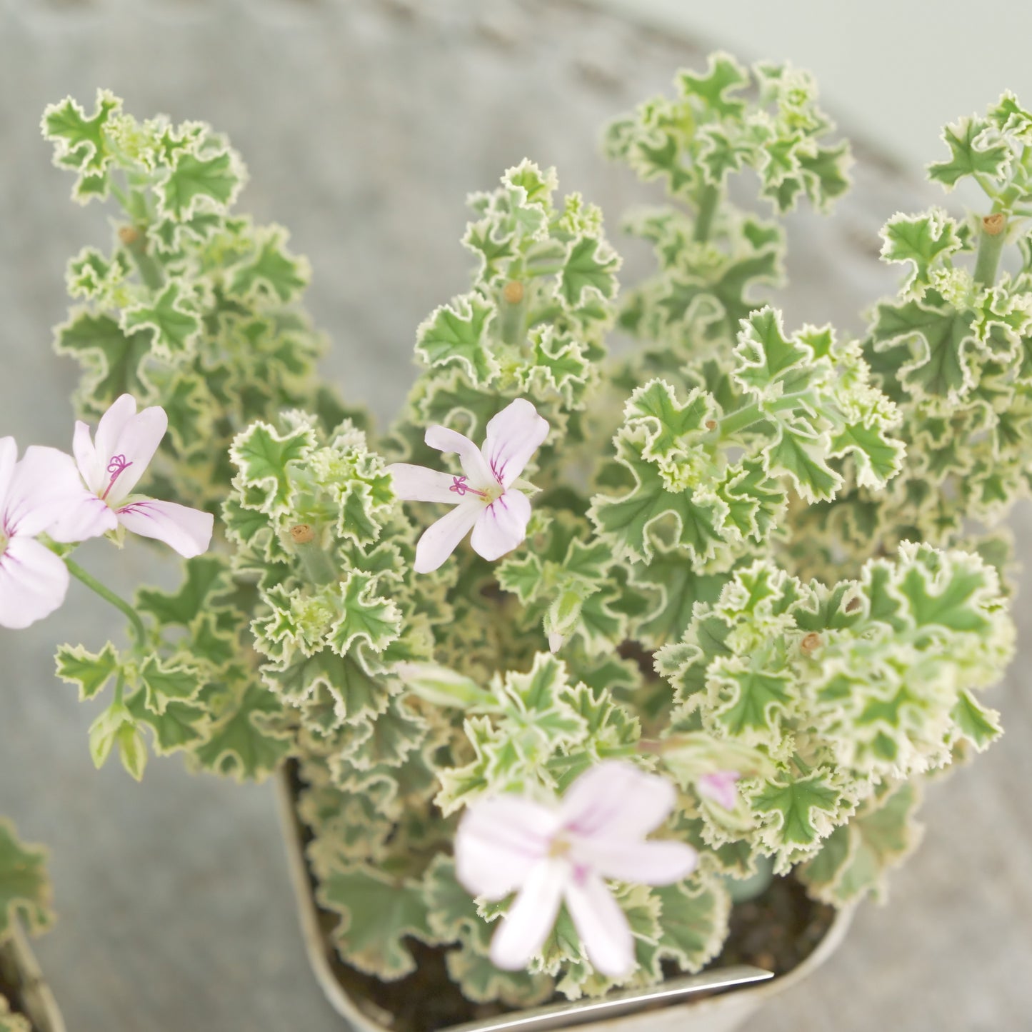 花越さんのレモンゼラニウム斑入り（4分割できます）
