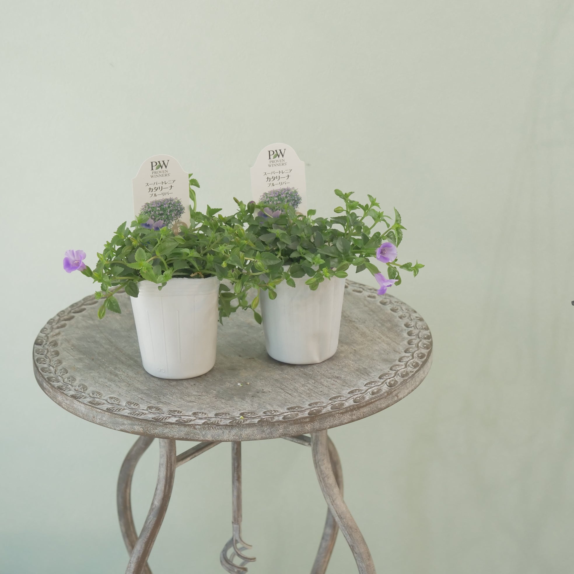 新着商品 – flower magic