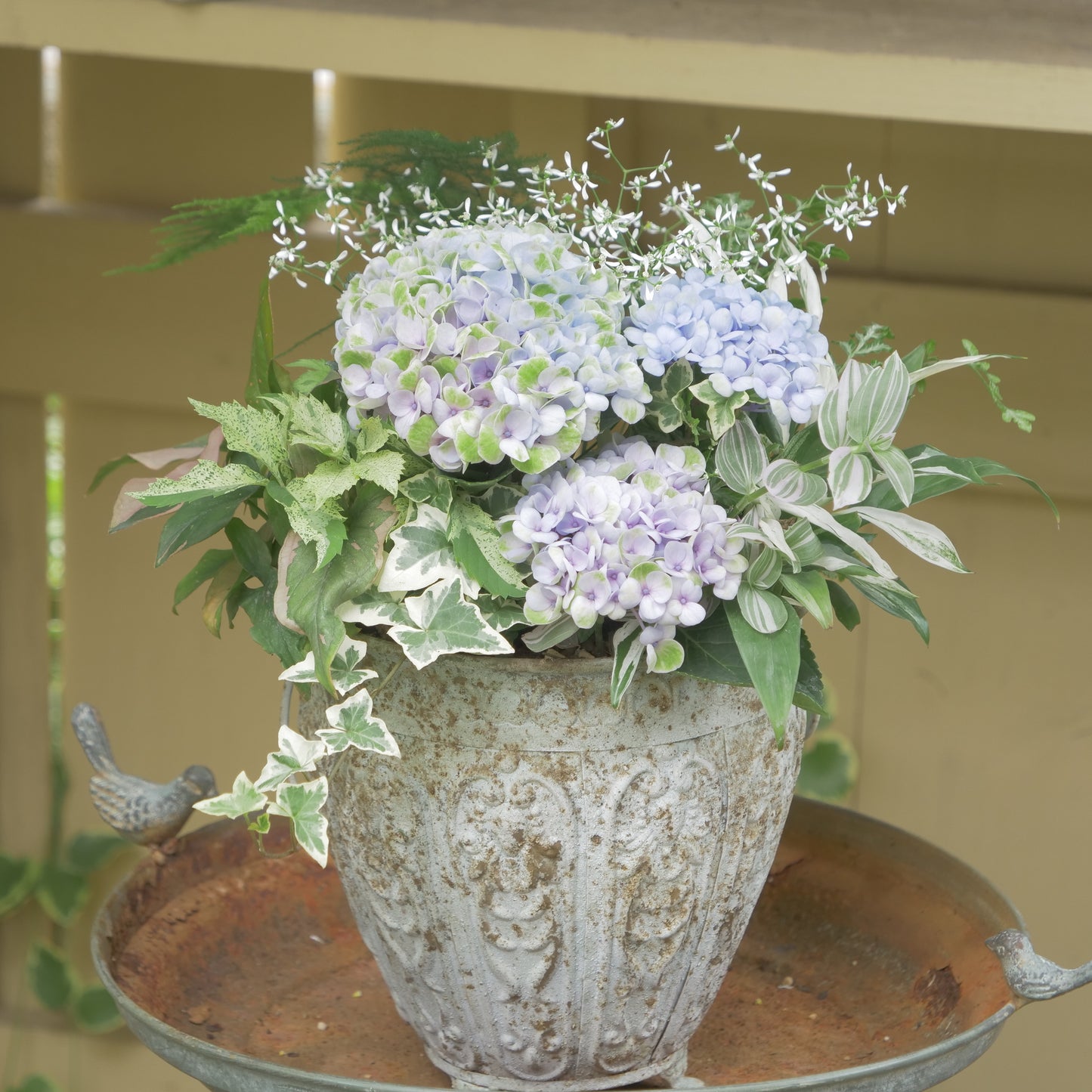 自分で植える【あじさい寄せ植え動画＆花材一式】