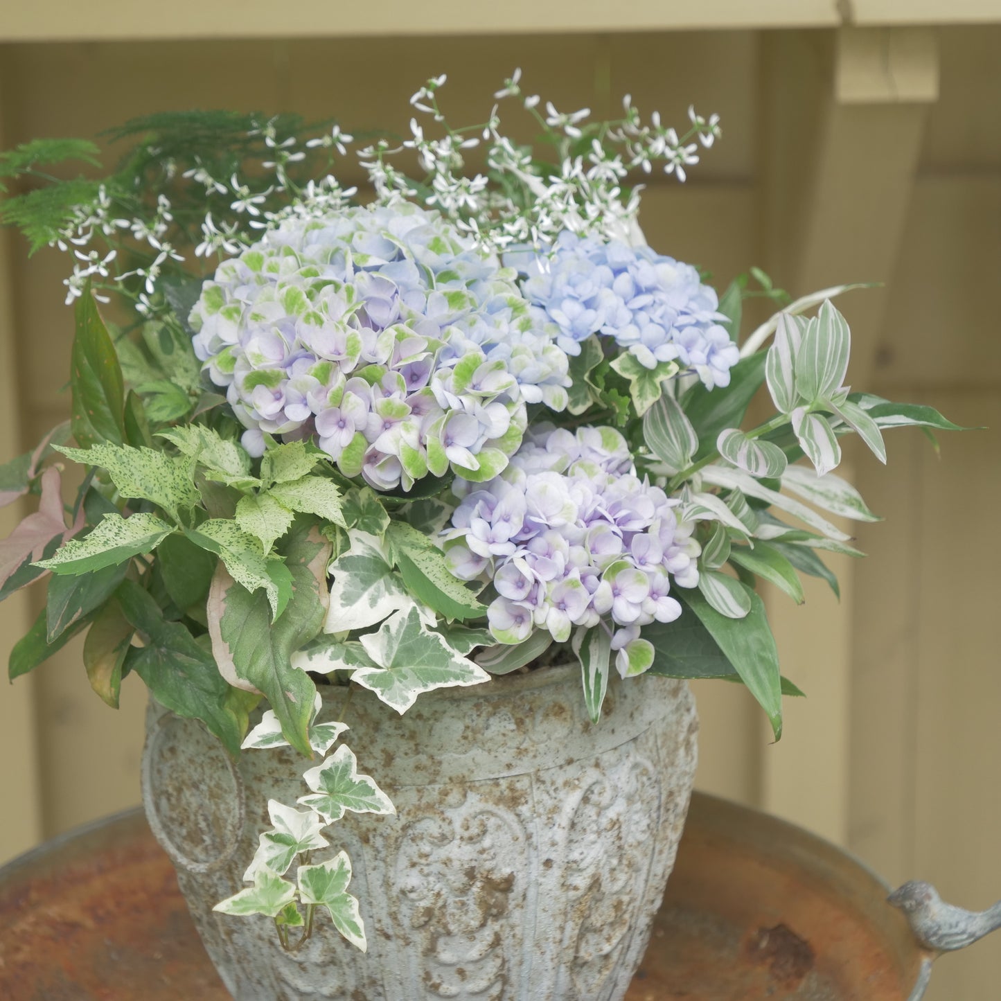 自分で植える【あじさい寄せ植え動画＆花材一式】