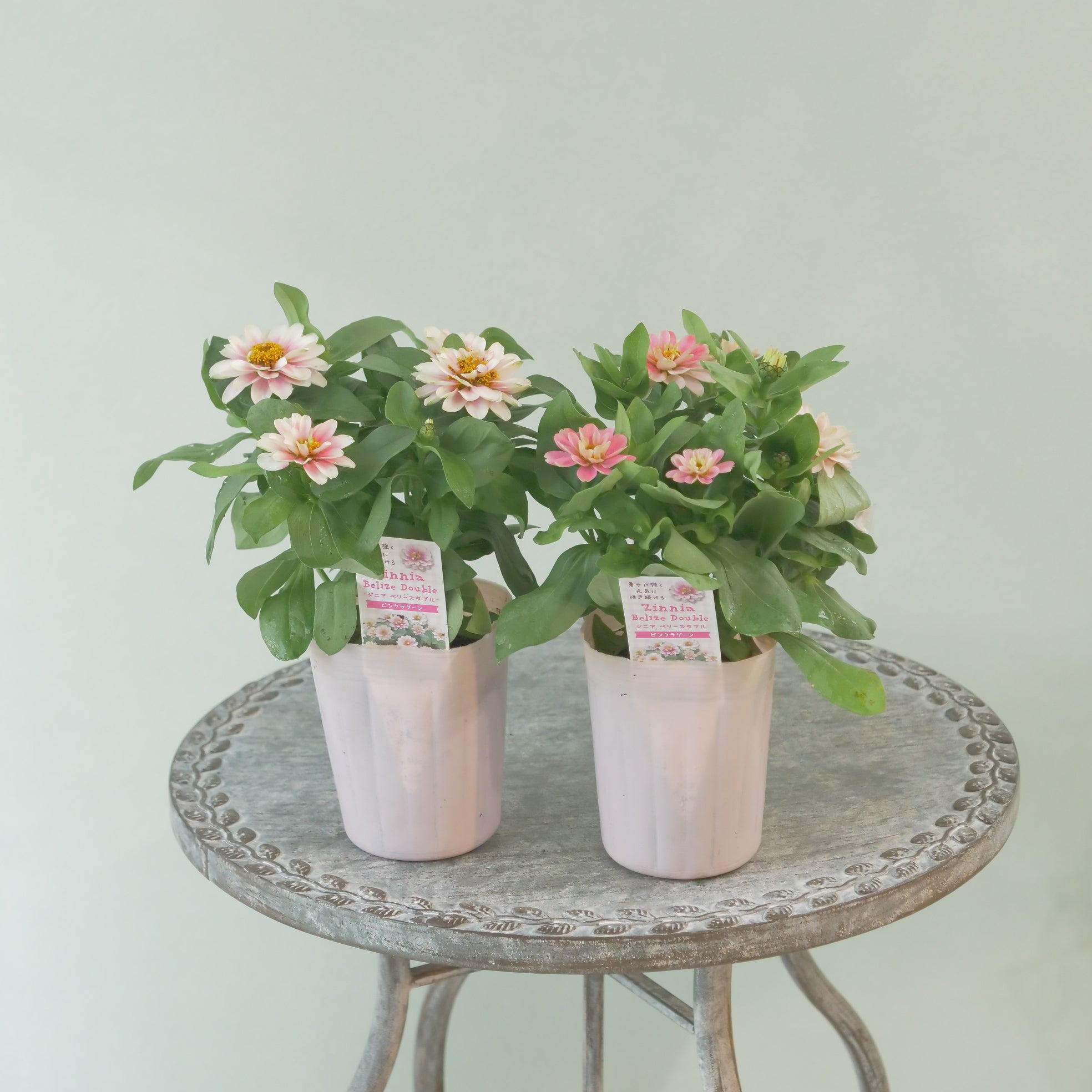 Pick up – flower magic