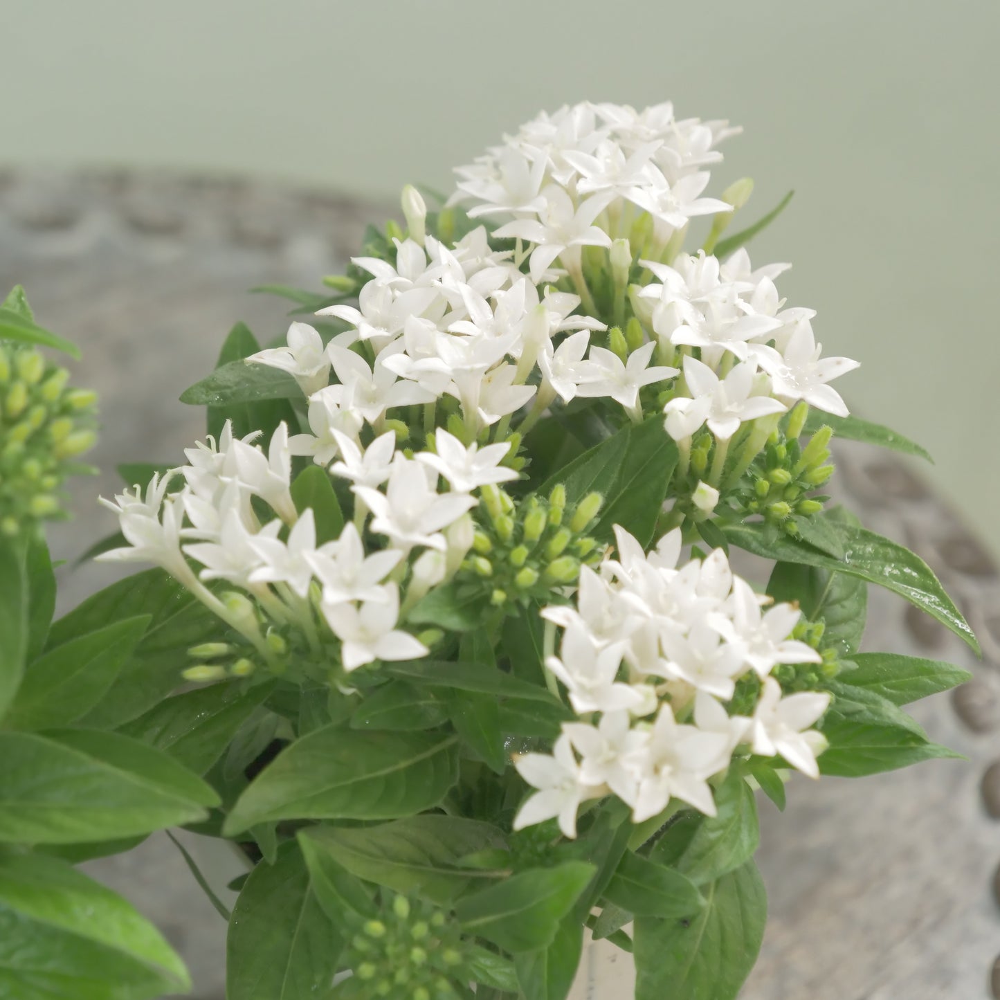 花越さん生産　ペンタス【ラッキースター】ホワイト 　２株植え