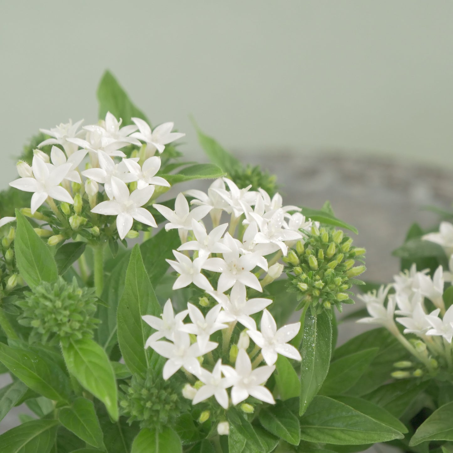 花越さん生産　ペンタス【ラッキースター】ホワイト 　２株植え