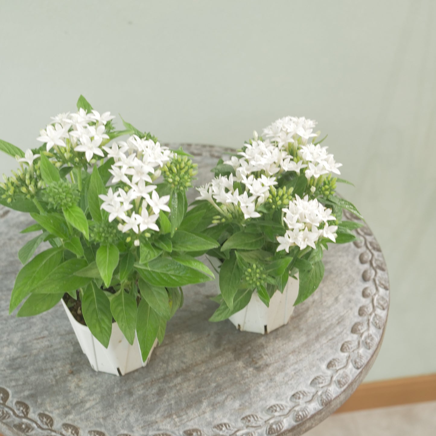 花越さん生産　ペンタス【ラッキースター】ホワイト 　２株植え