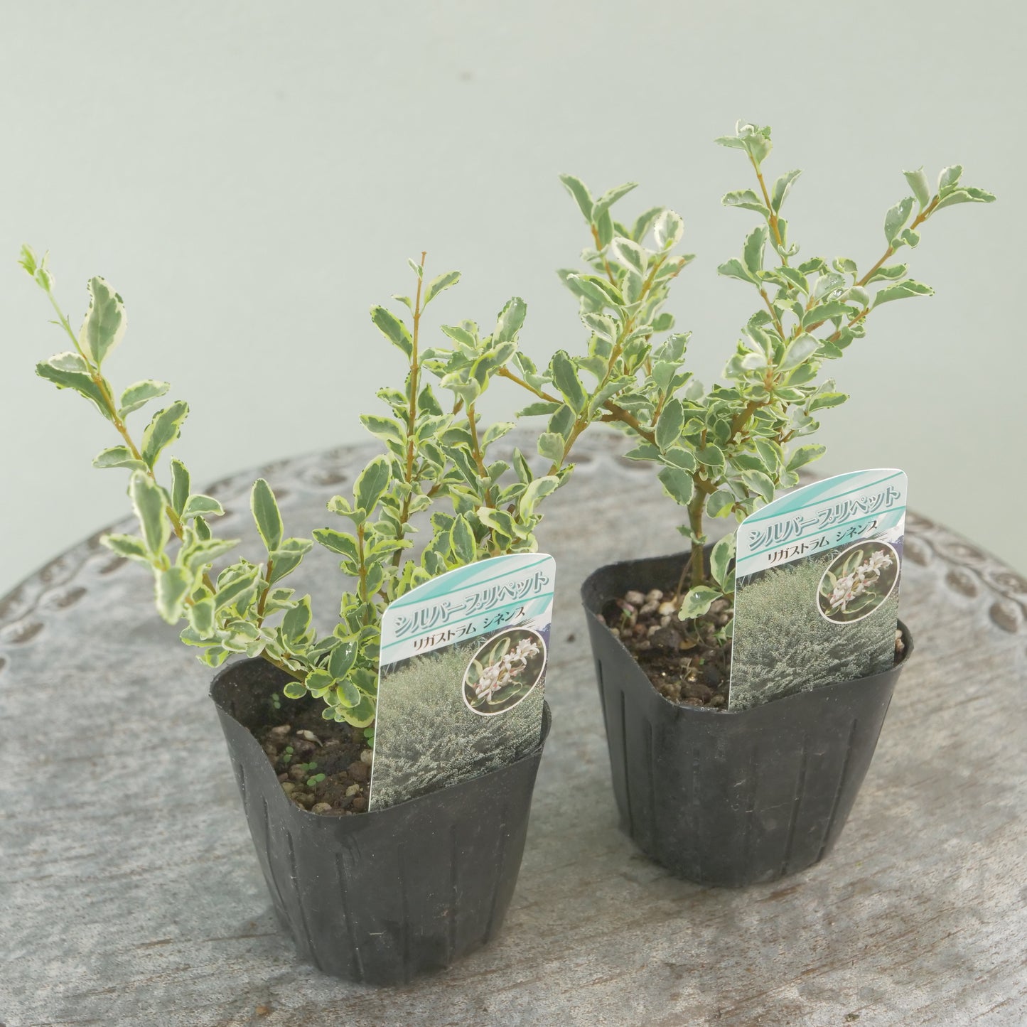 シルバープリペット　これからの季節の寄せ植えに！
